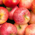 Apple Royal Gala