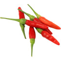Chili Red Bird Eye