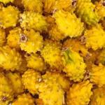 Dragon Fruit Yellow / Pithaya Yellow