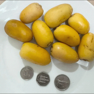 Organic Dates رطب تمر UAE