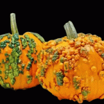 Warty Minion Pumpkin Halloween