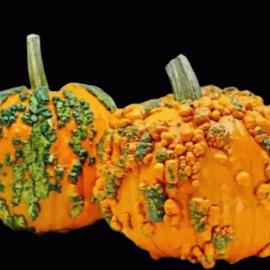 Warty Minion Pumpkin Halloween