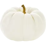 White Pie Pumpkin