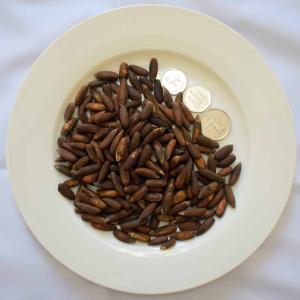 Chilgoza Pine Nuts With Shell
