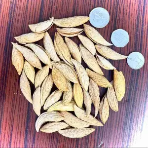 Mamra Almond In Shell Organic