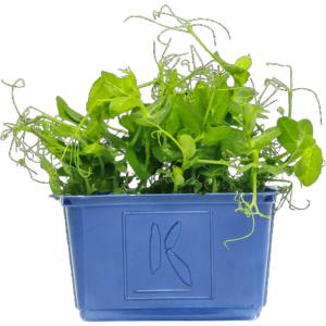 Affilla Cress