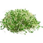 Alfalfa Sprout