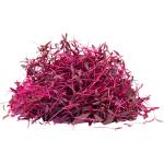 Amaranth – Microgreen Cut