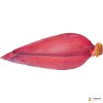 Banana Blossom Flower