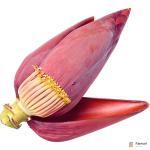 Banana Blossom Flower