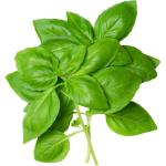 Basil
