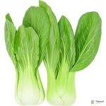 Bok Choy Holland