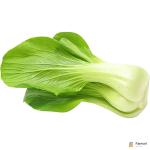Bok Choy Holland