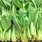 Bok Choy Holland