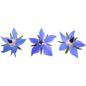 Borage Flowers