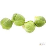 Brussels Sprout Holland
