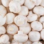Button Mushroom White