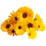Calendula Edible Flowers