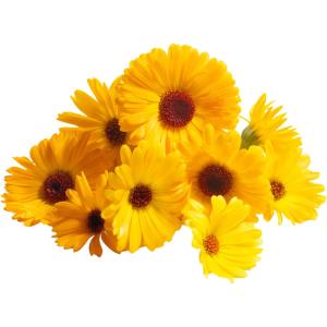 Calendula Edible Flowers