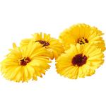 Calendula Edible Flowers