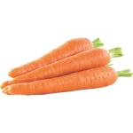 Carrot