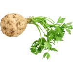 Celery Root
