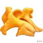 Chanterelle Mushrooms