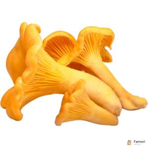 Chanterelle Mushrooms
