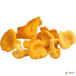 Chanterelle Mushrooms