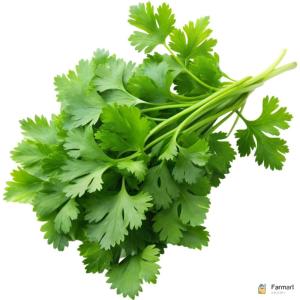 Chervil