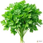Chervil