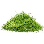 Chives – Microgreen Cut