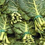 Collard Leaves | Sukuma