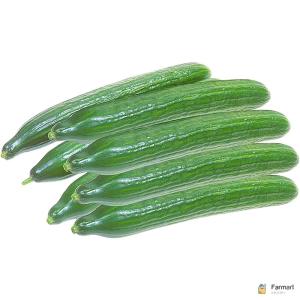 Cucumber Holland