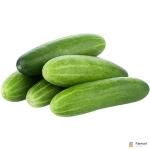 Cucumber
