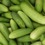 Cucumber