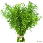 Dill Leaves