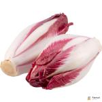 Endive Red
