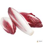Endive Red