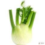 Fennel
