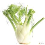 Fennel