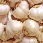 Garlic India