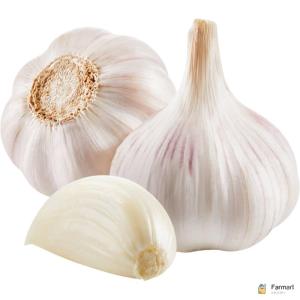 Garlic