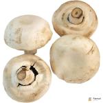 Giant Mushroom