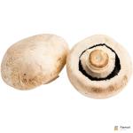 Giant Mushroom