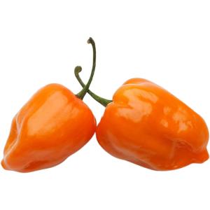 Habanero Chilli Yellow