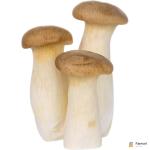 King Oyster Mushroom