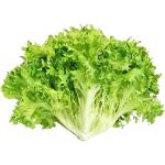 Lettuce Frisse Green Holland