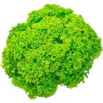Lettuce Lollo Bionda UAE