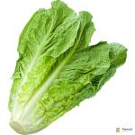 Lettuce Romaine